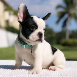 potty an pad trained male and female french bulldogs