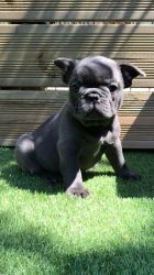 Stunning Litter Of Blue Pied French Bulldogs