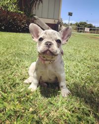 puppies available (French bulldog)