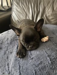 Frenchton puppy for sale