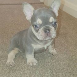 french bully ready for new home