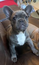 Beautiful healthy Frenchie males