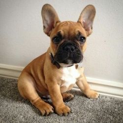 French bulldog puppies ready for new homes