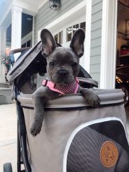 Super cute blue Frenchie for sale