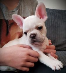 Lovely French Bulldog are ready to move in with loving parents.