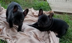 Adorable French Bulldog puppies for adoption.
