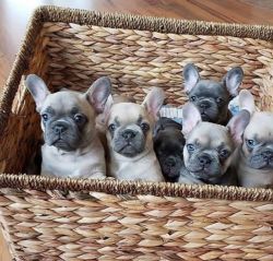 Cute Frenchie Puppies Available