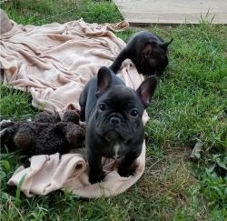 Special French Bulldog puppies for you