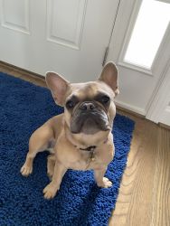 Re-homing Blue Fawn female Frenchie