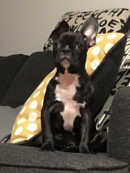 Frenchton for sale