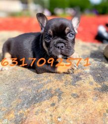Balling x Frenchies puppies for sale
