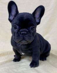 Amiable registered French Bulldog pups for sale