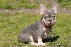 Health Tested Frenchie Puppies