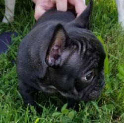 Remarkable Frenchies for good homes