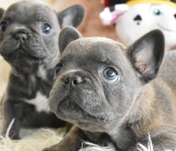 Amazing French Bulldog puppies