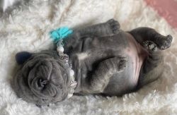 Fresh French Bulldog puppies for sale