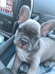 Make Blue Fawn Frenchie