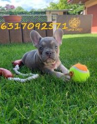 Bluffy x French Bulldogs now coming