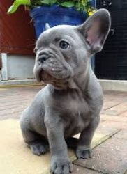 Sweet French Bulldog Puppies Available Now.