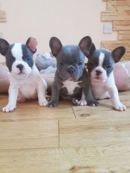 Cute French Bulldog Puppies Available