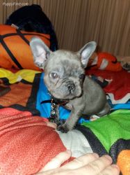 Adaptable X French Bulldogs left