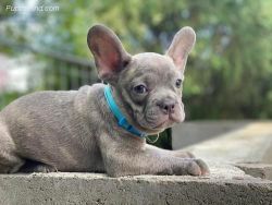 Lilac French Bulldogs ready
