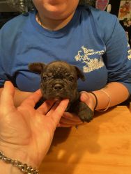 AKC French Bulldog Puppies for sale
