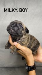 Playful-N-Loveable Adorable Little Frenchie