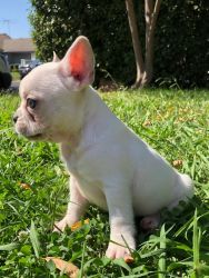 Got 2 French Bulldogs for sale White and Brown