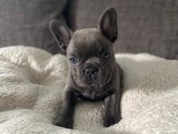 Adorable KC reg French Bull pups for sale