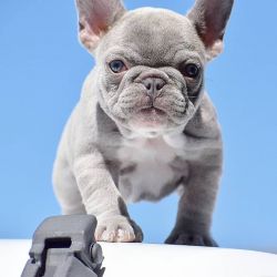 French Bulldog Puppies Available