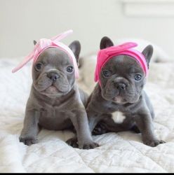 Cute French bulldog puppies for new homes