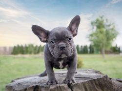 male French bulldog puppy for sale