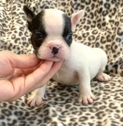 French Bulldog puppies looking for lovely home