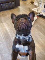 Stud Service Frenchie