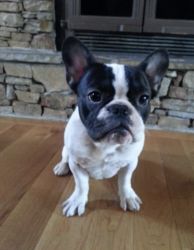 Black and White 6 year old male French bulldog