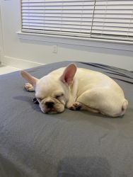 French bulldog 12 weeks old cream colour ! Vet check and jabs all good