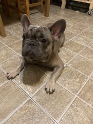 Blue fawn frenchie