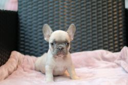 french bulldog puppies available for new homes