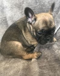 Cute and Adorable French bulldog puppies for sale