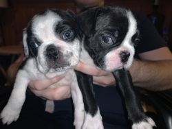 Frenchton puppies ready for furever home