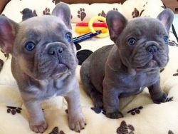 New Litter Of French Bulldog Puppies