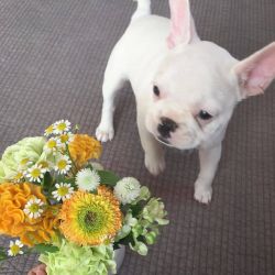 Affectionate French bulldog puppies