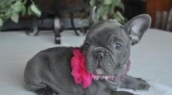 Stunning Males & Females Frenchies For Sale