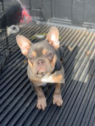Gorgeous French Bulldog puppies Available
