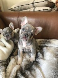 Lovely French Bulldog Puppies For New Homes