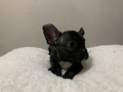 French Bulldogs For sale