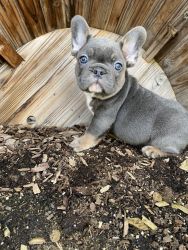 Beautiful Frenchie puppies