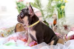 Xmas French Bull Dog Puppies For Adoption
