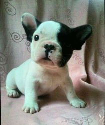 French Bulldog puppies from Trusted and Dedicated breeder